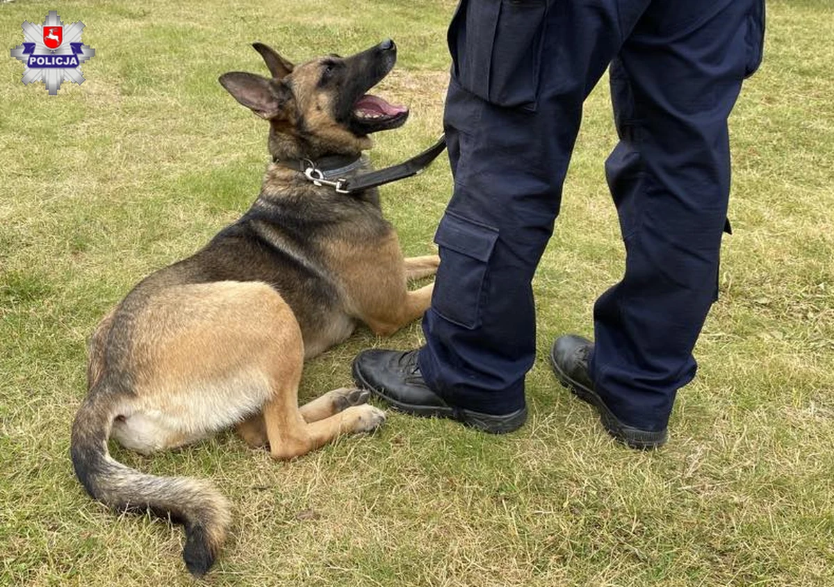 Policyjny pies ze Świdnika (Lubelskie) naprowadził funkcjonariuszy do miejsca, gdzie znajdował się sprawca kradzieży z włamaniem do domu. Łupem 33-latka padły przedmioty za 30 tys. zł – poinformowała w niedzielę policja.
