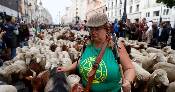 Ponad 1100 owiec i 200 kóz przemaszerowało głównymi ulicami Madrytu. Przy akompaniamencie muzyki prowadzili je ubrani w ludowe stroje pasterze - poinformowała telewizja Telemadrid.