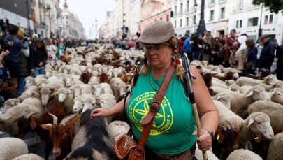 Setki owiec i kóz zablokowały ruch na ulicach Madrytu