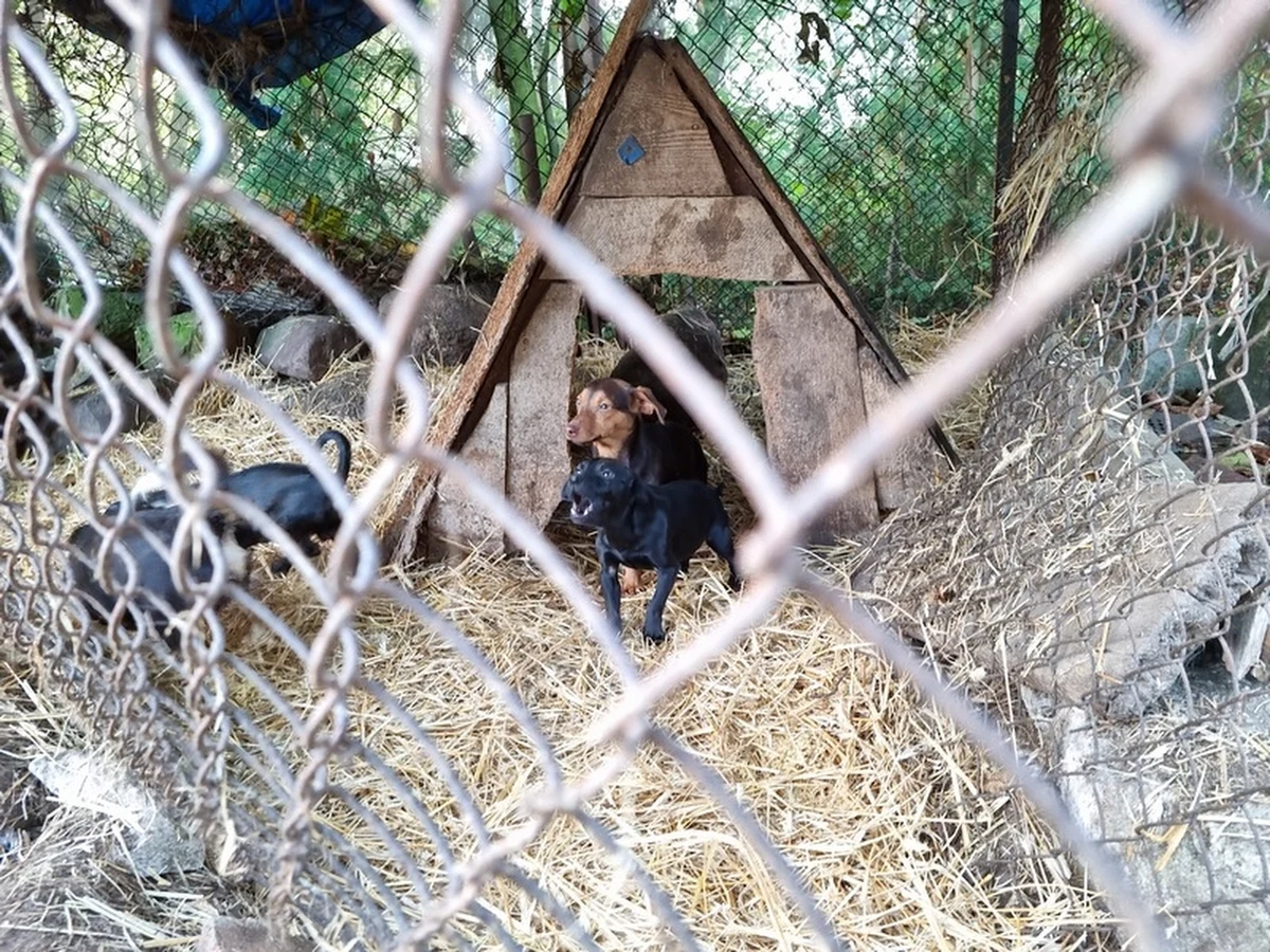 Policjanci z Leszna zakończyli dramat ponad 20 psów. Zwierzęta niedożywione, zapchlone i chore były przetrzymywane w fatalnych warunkach w gospodarstwie w gminie Lipno. Ich właścicielowi grozi do 5 lat więzienia. 