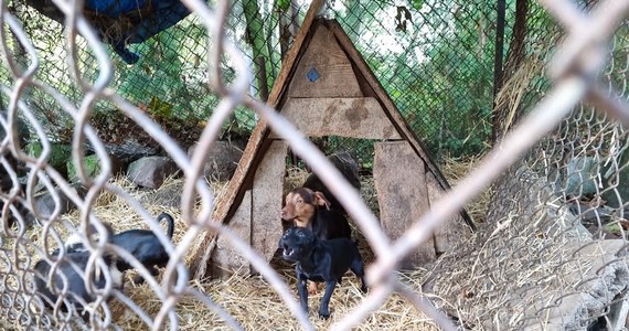 Policjanci z Leszna zakończyli dramat ponad 20 psów. Zwierzęta niedożywione, zapchlone i chore były przetrzymywane w fatalnych warunkach w gospodarstwie w gminie Lipno. Ich właścicielowi grozi do 5 lat więzienia. 