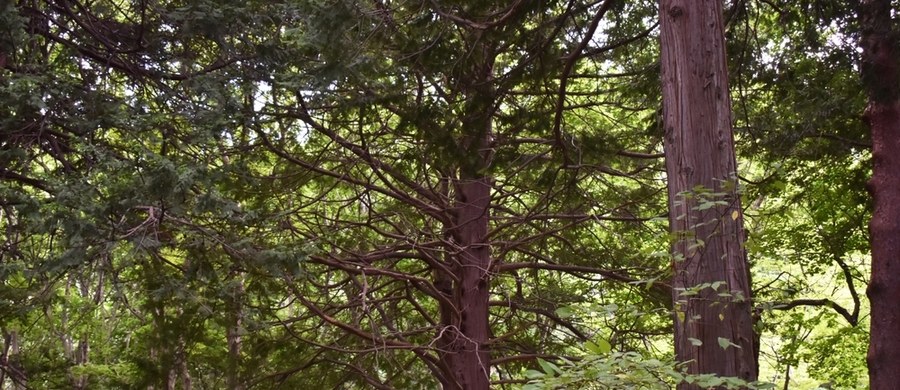 "Las poruszał się jak morze" - napisał w mediach społecznościowych 38-letni David Nugent-Malone, dołączając nagranie, na którym widać unoszące się ziemię i drzewa na wietrze. Wygląda to tak, jakby las oddychał.