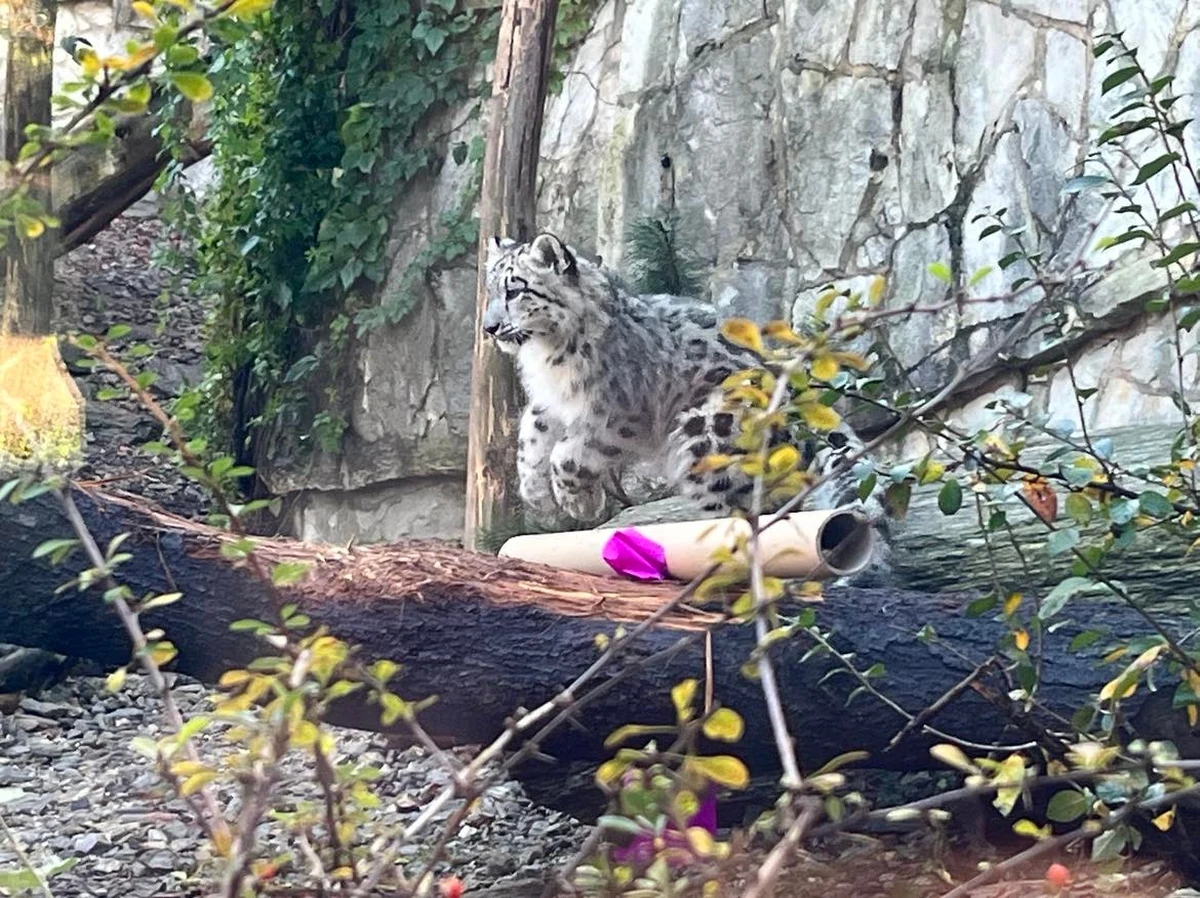 Dziś obchodzony jest Międzynarodowy Dzień Pantery Śnieżnej. Z tej okazji wrocławskie zoo ogłosiło imiona dwóch młodych samic, które urodziły się w ogrodzie w maju. Jedną z nich  nazwano Kara, drugą Asha.