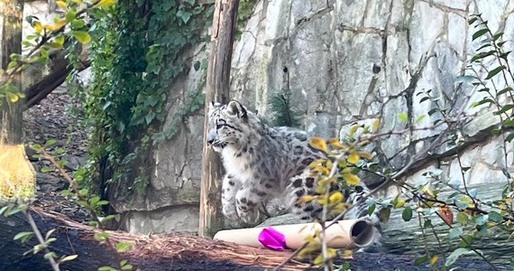 Dziś obchodzony jest Międzynarodowy Dzień Pantery Śnieżnej. Z tej okazji wrocławskie zoo ogłosiło imiona dwóch młodych samic, które urodziły się w ogrodzie w maju. Jedną z nich  nazwano Kara, drugą Asha.