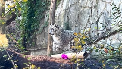 Młode pantery we wrocławskim zoo. Mają już imiona