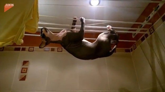 Ten sfinks to prawdziwy akrobata. Zobaczcie tylko, jak zwinnie porusza się po suszarce na pranie podwieszonej do sufitu.