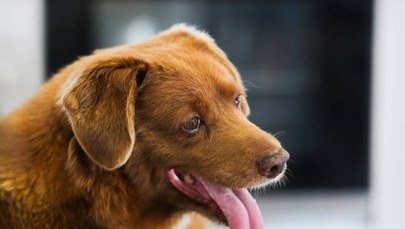 Bobi - najstarszy pies na świecie nie żyje
