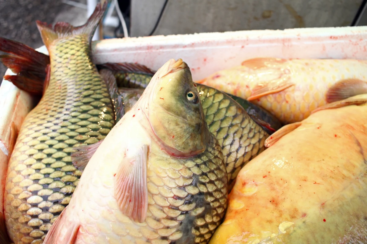 Karp i inne ryby w tym roku nie powinny być droższe niż przed rokiem. Tak wynika z prognoz producentów. Hodowcy przyznają, że przez wysoką temperaturę opóźnia się odłów karpia.