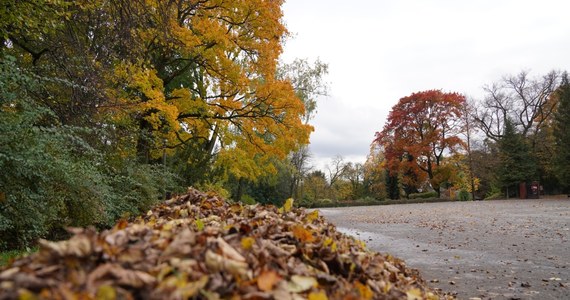 Złota, polska jesień w pełni. Prezentuje się ona niezwykle w lubelskim ogrodzie botanicznym.
