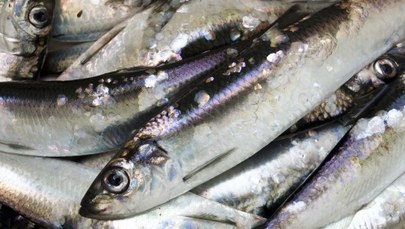 Zakaz połowów śledzia w Morzu Bałtyckim? "To katastrofa dla polskich rybaków"