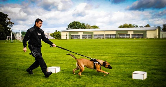 Amfetaminę, marihuanę oraz ciastko z narkotykiem znaleźli policjanci w domu 24-letniego mieszkańca gminy Dąbrowa Białostocka na Podlasiu. Mężczyźnie grozi do 3 lat więzienia.