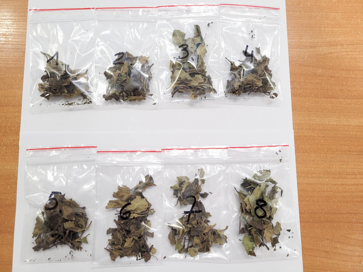 Przemyt ponad 16 kg środków odurzających, tzw. afrykańskiej amfetaminy, udaremnili funkcjonariusze mazowieckiej Krajowej Administracji Skarbowej. Przesyłka z Angoli miała trafić do odbiorcy w Warszawie.