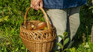 Radar grzybowy wciąż świeci na pomarańczowo. Wysyp trwa