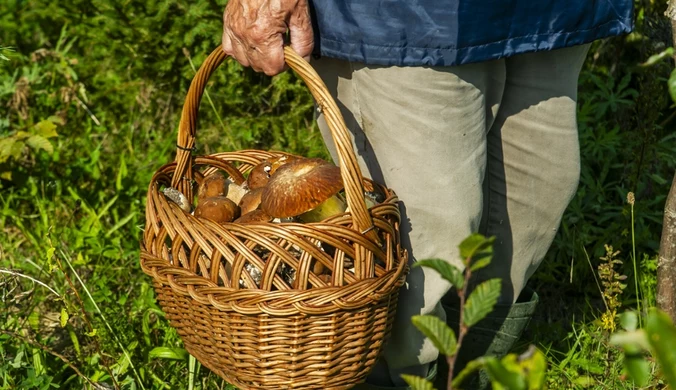 Radar grzybowy wciąż świeci na pomarańczowo. Wysyp trwa