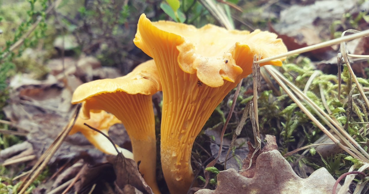 Ulubione grzyby Polaków już są w lasach. Jak znalazł do jajecznicy
