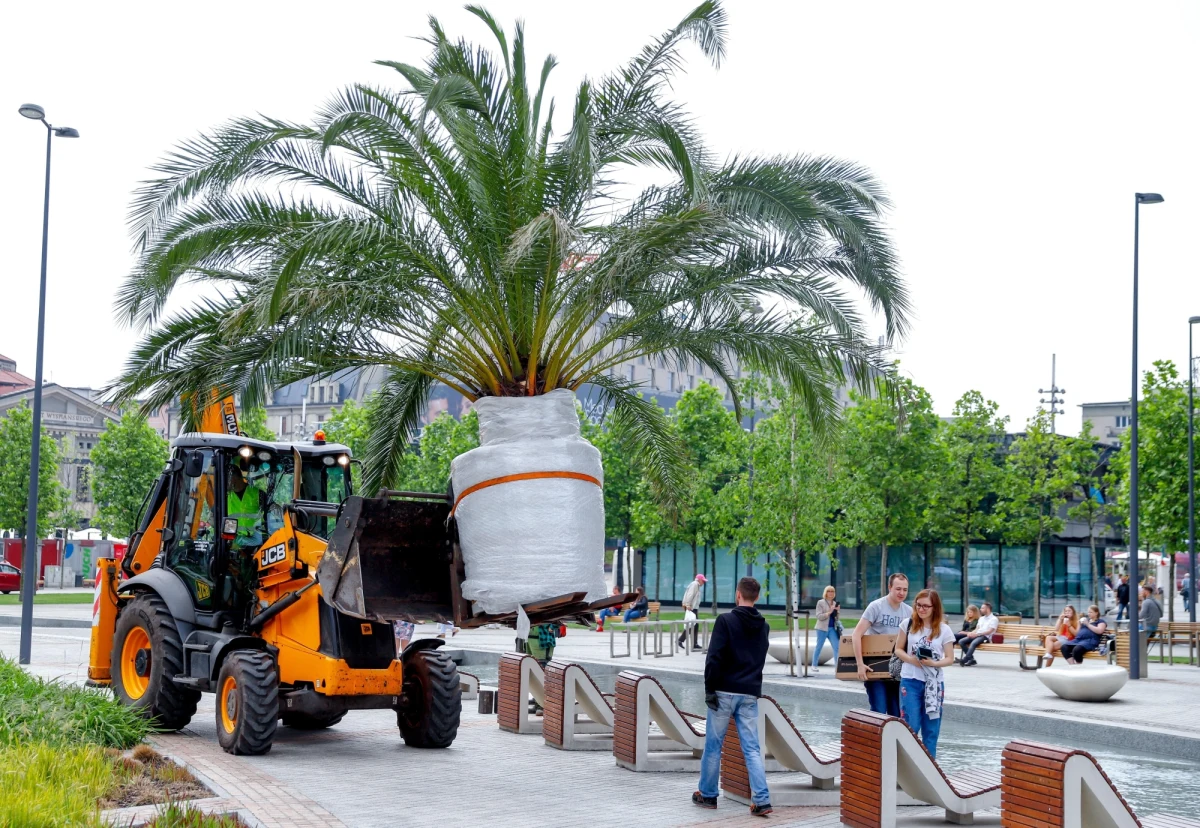 Pracownicy Zakładu Zieleni Miejskiej w Katowicach zabezpieczyli i zabrali z katowickiego Rynku palmy, które przyozdabiają centrum miasta w okresie letnim. To zwiastun nieuchronnie zbliżającej się zimy.