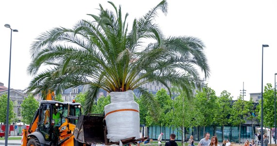 Pracownicy Zakładu Zieleni Miejskiej w Katowicach zabezpieczyli i zabrali z katowickiego Rynku palmy, które przyozdabiają centrum miasta w okresie letnim. To zwiastun nieuchronnie zbliżającej się zimy.
