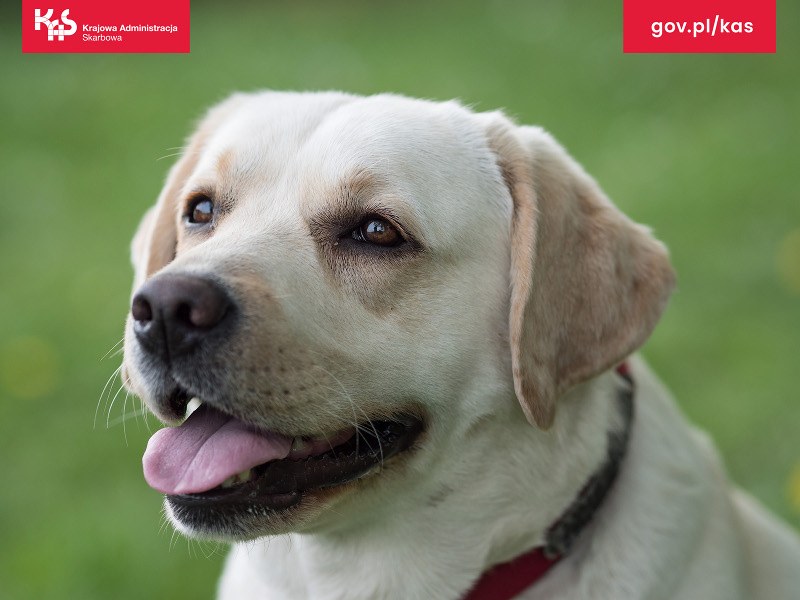 /Foto. Izba Administracji Skarbowej w Katowicach  /