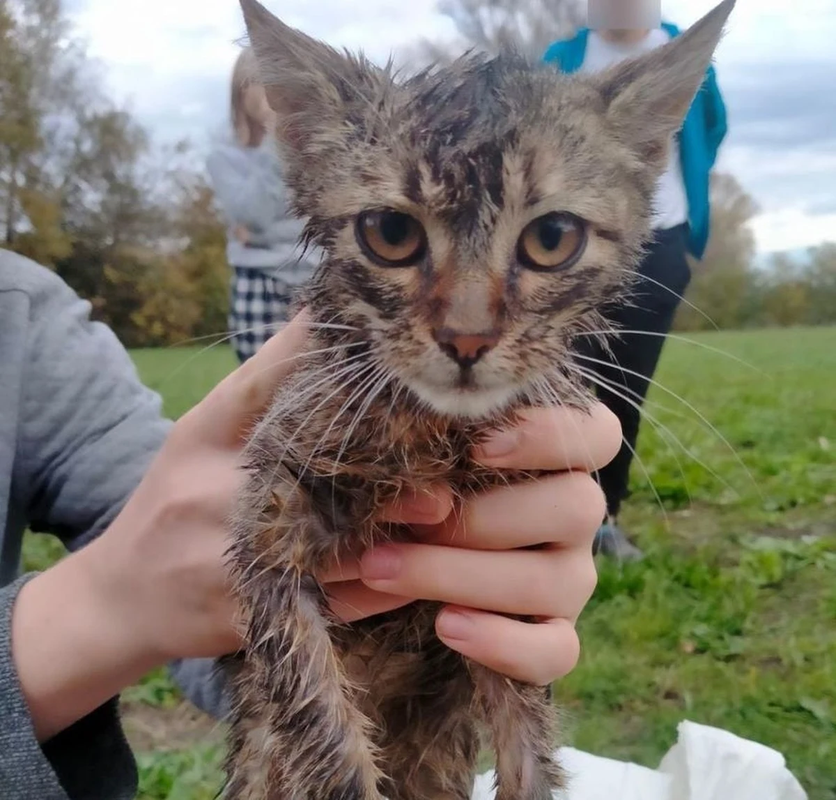 Za znęcanie się nad zwierzęciem odpowie 14-latek z gminy Rokietnica (Podkarpackie). Nastolatek wrzucił małego kotka do studzienki kanalizacyjnej, a następnie rzucał w niego cegłami. Zwierzę  wyciągnęli strażacy. Teraz o losie nastolatka zadecyduje sąd rodzinny.