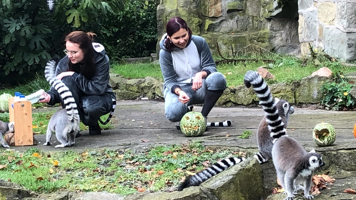 Zabawne, kochane przez dzieci, nieco wyrośnięte koty z długimi, biało-czarnymi pasiastymi ogonami - dziś mają swoje święto. W Światowym Dniu Lemura ci mali mieszkańcy łódzkiego ZOO zostali nakarmieni przez opiekunów w strojach... lemurów.