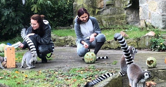 Zabawne, kochane przez dzieci, nieco wyrośnięte koty z długimi, biało-czarnymi pasiastymi ogonami - dziś mają swoje święto. W Światowym Dniu Lemura ci mali mieszkańcy łódzkiego ZOO zostali nakarmieni przez opiekunów w strojach... lemurów.