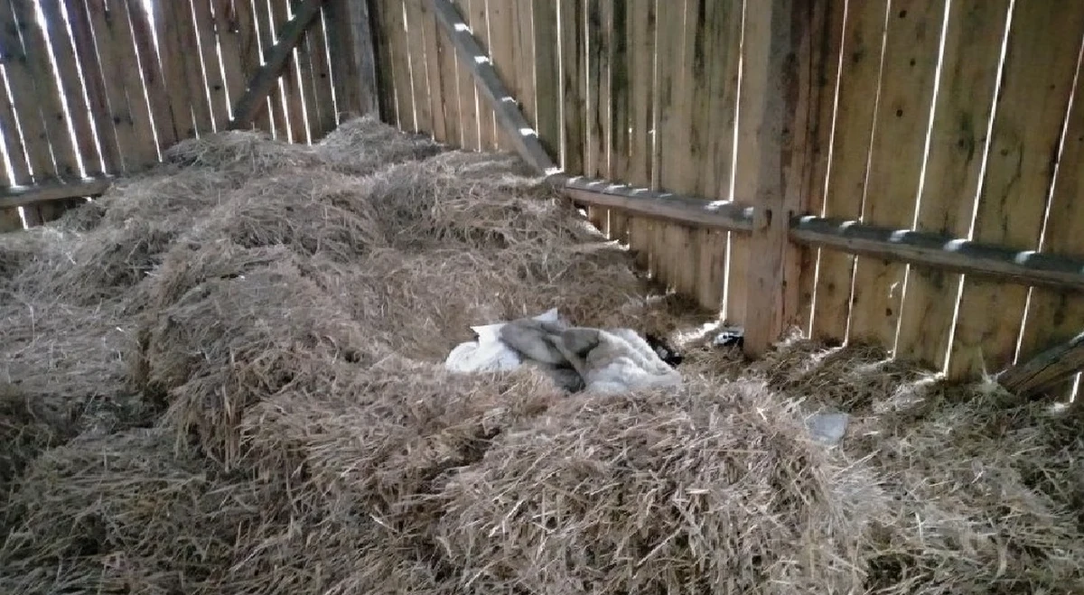Zamiast na sianie będzie teraz spał na więziennej pryczy. Dzielnicowi z Opatowa zatrzymali 43-letniego mieszkańca Baćkowic, który postanowił wymigać się od wyroku wymiaru sprawiedliwości. Mężczyzna przed funkcjonariuszami ukrył się w stogu siana.