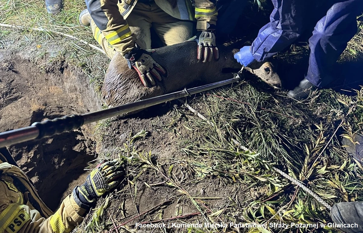 Akcja ratowania sarny w Gliwicach (woj. śląskie). Zwierzę wpadło do studzienki kanalizacyjnej i nie mogło z niej wyjść.