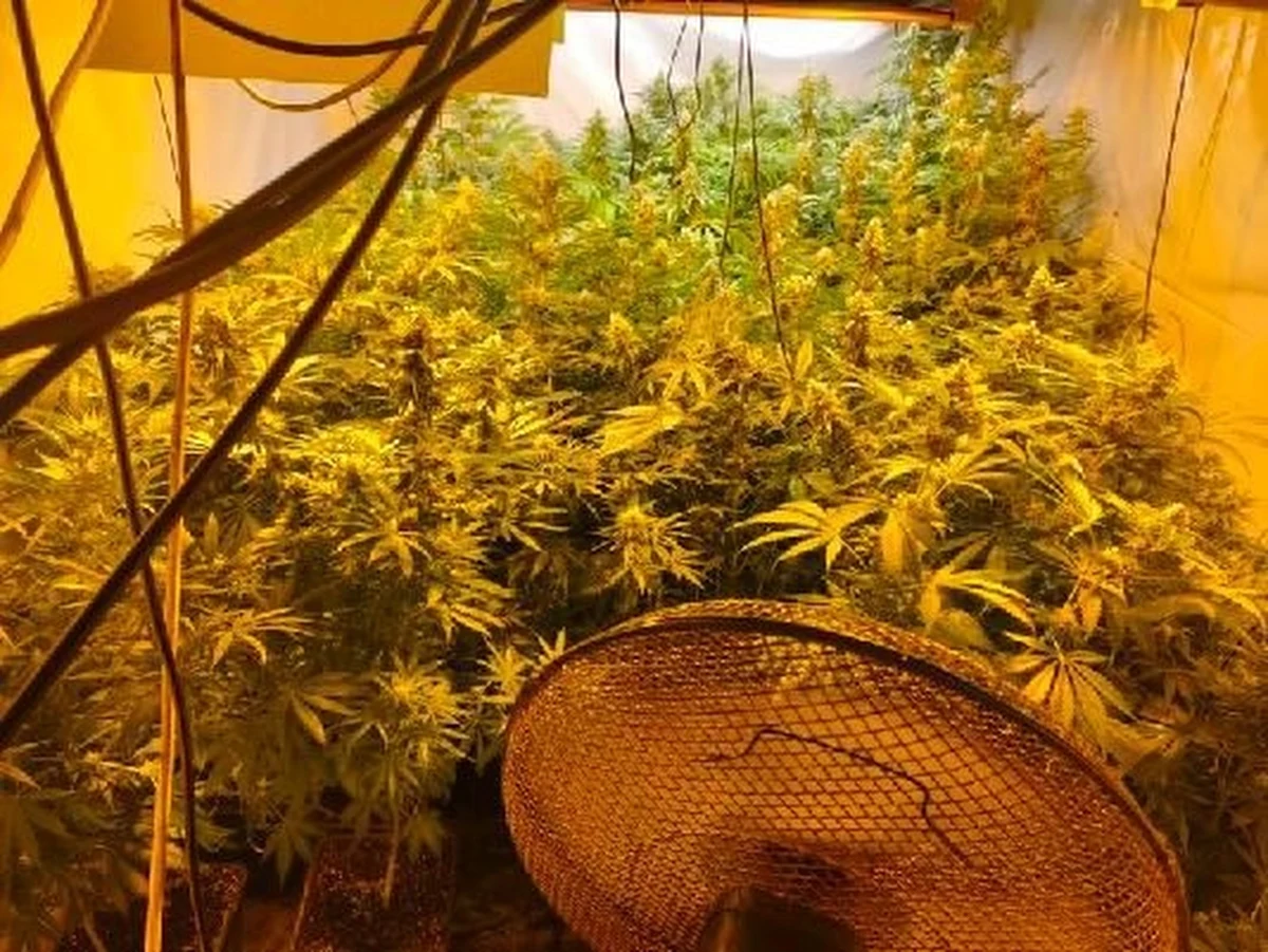 8 osób podejrzanych o rozprowadzanie w Małopolsce i na Śląsku środków odurzających i psychotropowych zatrzymali policjanci. Wśród nich jest 33-letni szef gangu, karany już wcześniej za rozboje i przestępstwa narkotykowe.

