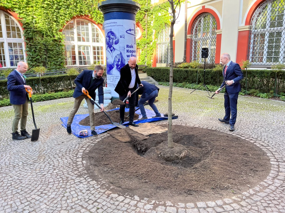 Na dziedzińcu Zakładu Narodowego im. Ossolińskich we Wrocławiu zasadzono dziś nowego kasztanowca. Poprzedni miał ponad 100 lat i musiał zostać wycięty, bo zagrażał ludziom.