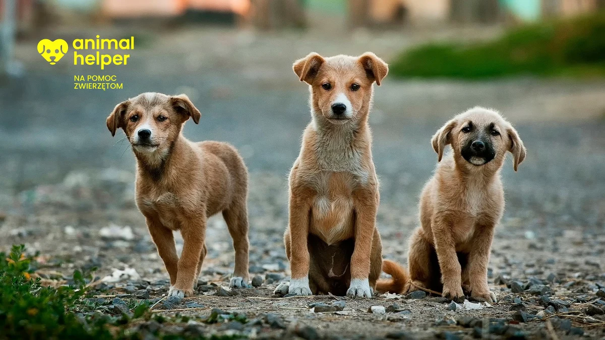Aplikacja Animal Helper 8 listopada ruszy pilotażowo w województwie pomorskim. Będzie działać jak 112, ale dla zwierząt. Cel? Uratować jak największą liczbę zwierząt i jak najszybciej przyjmować zgłoszenia z całej Polski, mówią twórcy aplikacji.