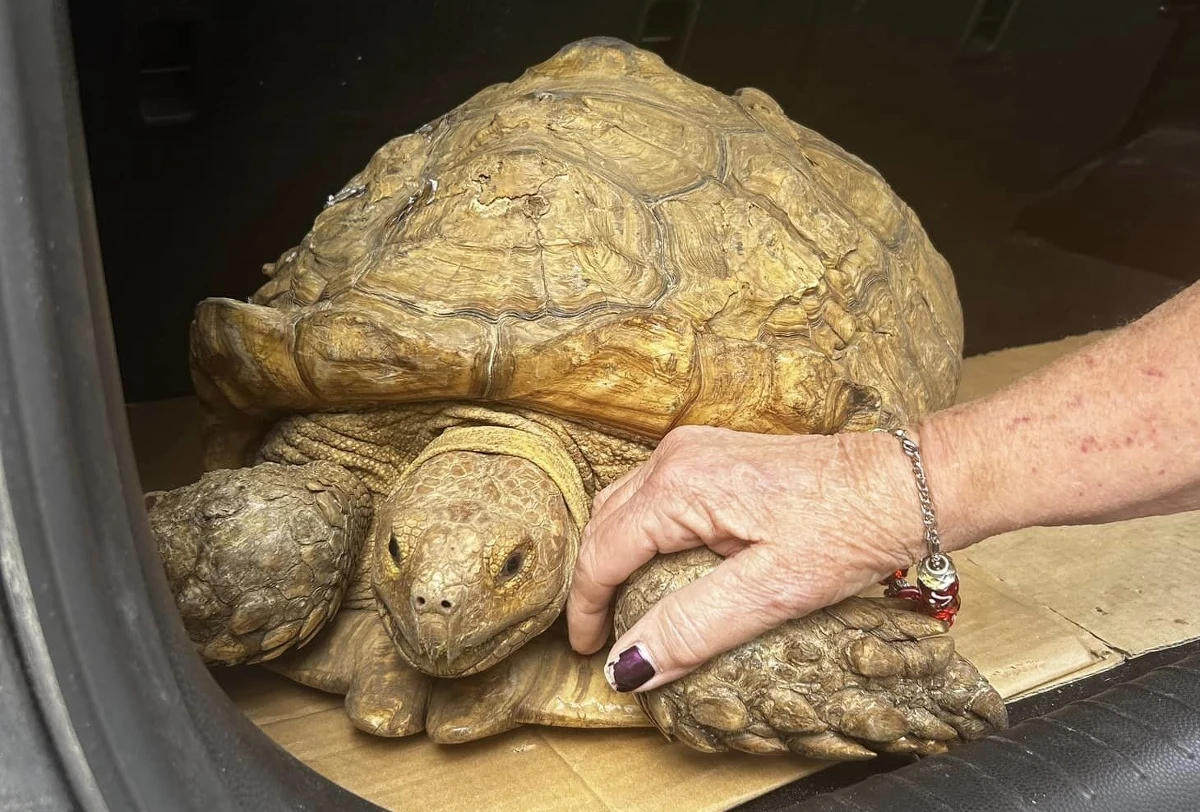 Niecodzienna historia zdarzyła się w hrabstwie Putnam na Florydzie. Po 3 latach policjanci odnaleźli żółwia, który uciekł z domu swoich właścicieli. Zwierzę w tym czasie przeszło 8 kilometrów. 