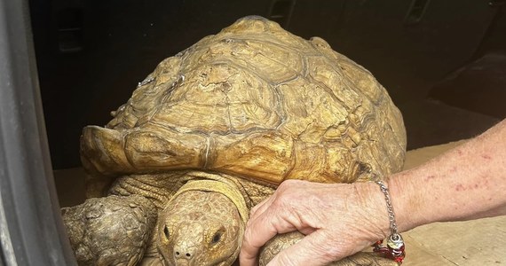 Niecodzienna historia zdarzyła się w hrabstwie Putnam na Florydzie. Po 3 latach policjanci odnaleźli żółwia, który uciekł z domu swoich właścicieli. Zwierzę w tym czasie przeszło 8 kilometrów. 