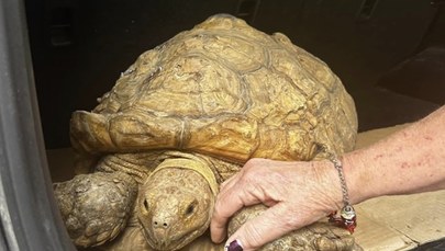 Żółw odnaleziony po 3 latach. W tym czasie przeszedł 8 km