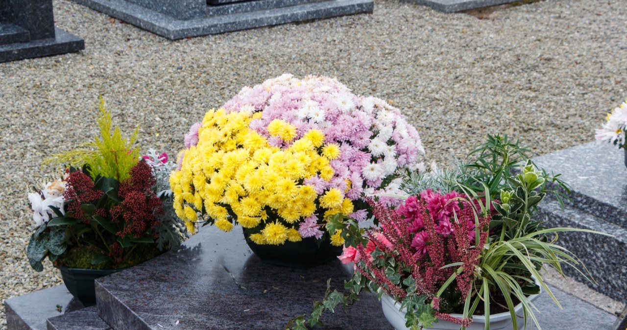 Tych kwiatów nie kupuj na Wszystkich Świętych. To zły omen