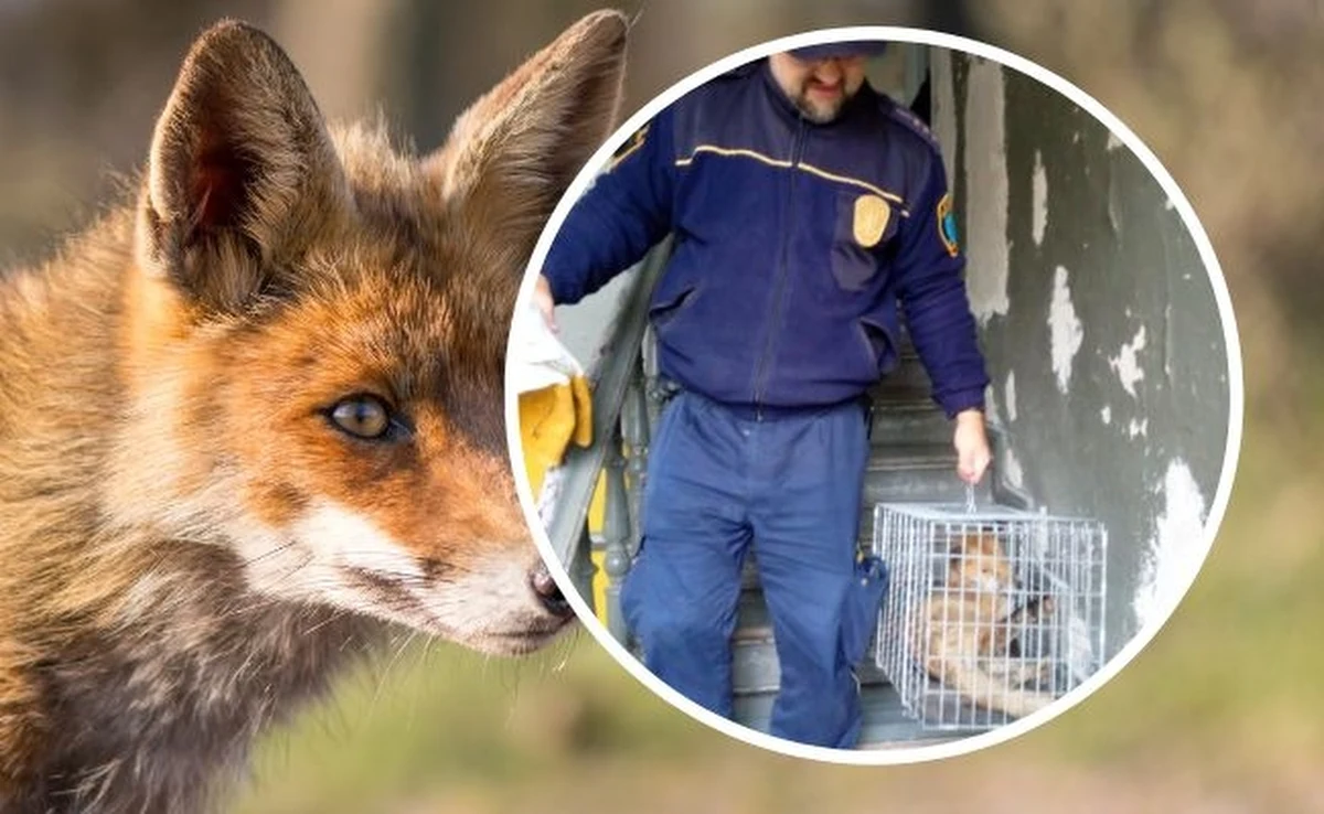 Funkcjonariusze straży miejskiej w Olsztynie odłowili na klatce schodowej w centrum miasta lisa. Zwierzę spało na wycieraczce, weszło pod drzwi na strych starej kamienicy. Lis został wywieziony do lasu.
