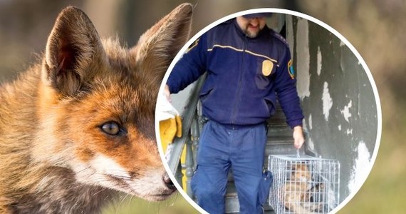 Funkcjonariusze straży miejskiej w Olsztynie odłowili na klatce schodowej w centrum miasta lisa. Zwierzę spało na wycieraczce, weszło pod drzwi na strych starej kamienicy. Lis został wywieziony do lasu.