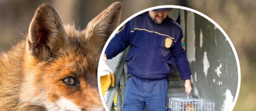 Funkcjonariusze straży miejskiej w Olsztynie odłowili na klatce schodowej w centrum miasta lisa. Zwierzę spało na wycieraczce, weszło pod drzwi na strych starej kamienicy. Lis został wywieziony do lasu.
