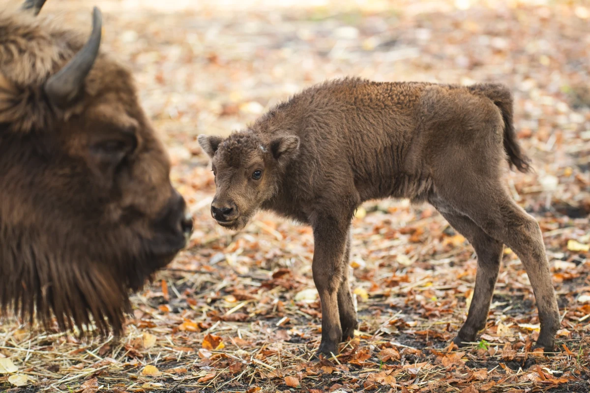 Pomelo i Podgrzybek to nowi mieszkańcy wrocławskiego zoo. Mają około 30-40 kilogramów. Na razie piją mleko, ale w przyszłości będą zajadały się sianem, zielonką i warzywami. Należą do gatunku, który kiedyś wymarł w naturze i uratowany został dzięki ogrodom zoologicznym.