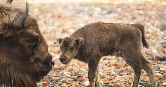 Pomelo i Podgrzybek to nowi mieszkańcy wrocławskiego zoo. Mają około 30-40 kilogramów. Na razie piją mleko, ale w przyszłości będą zajadały się sianem, zielonką i warzywami. Należą do gatunku, który kiedyś wymarł w naturze i uratowany został dzięki ogrodom zoologicznym.