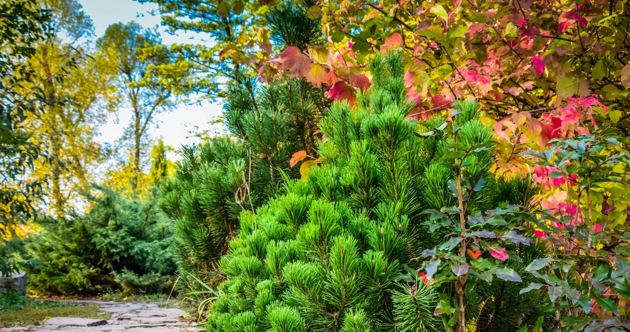 Zastosuj właśnie teraz. Różaneczniki i bukszpany przetrwają największe mrozy