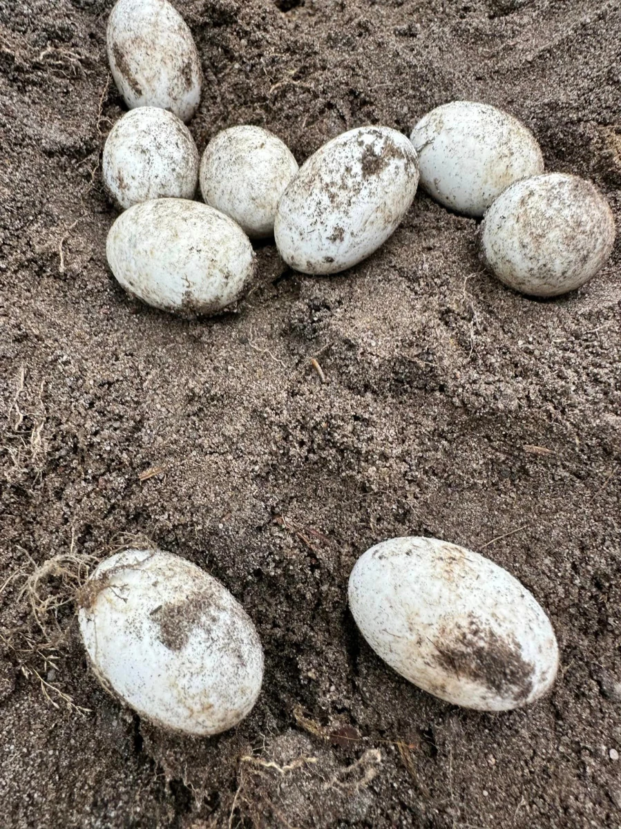 Jaja żółwia błotnego odkopano w leśnictwie Twardogóra na Dolnym Śląsku. Te będące pod ścisłą ochroną zwierzęta są tam od niedawna monitorowane, m.in. żeby sprawdzić, czy się rozmnażają. Leśnicy i naukowcy chcą się dowiedzieć, dlaczego z jaj nic się nie wykluło - mówi Weronika Tyczka z Nadleśnictwa Oleśnica Śląska.