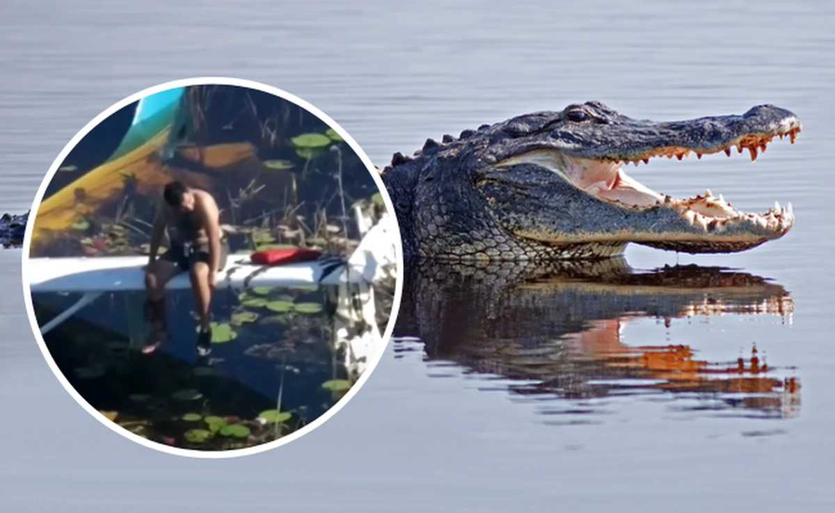 Pilot, którego samolot rozbił się na mokradłach Parku Narodowego Everglades, godzinami czekał na ratunek, siedząc na skrzydle maszyny. I nie było to spokojne oczekiwanie, ponieważ wokół niego pływały aligatory.