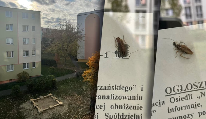 Egipska plaga na bydgoskim osiedlu. "Stoję z klapkiem przy drzwiach i poluję"