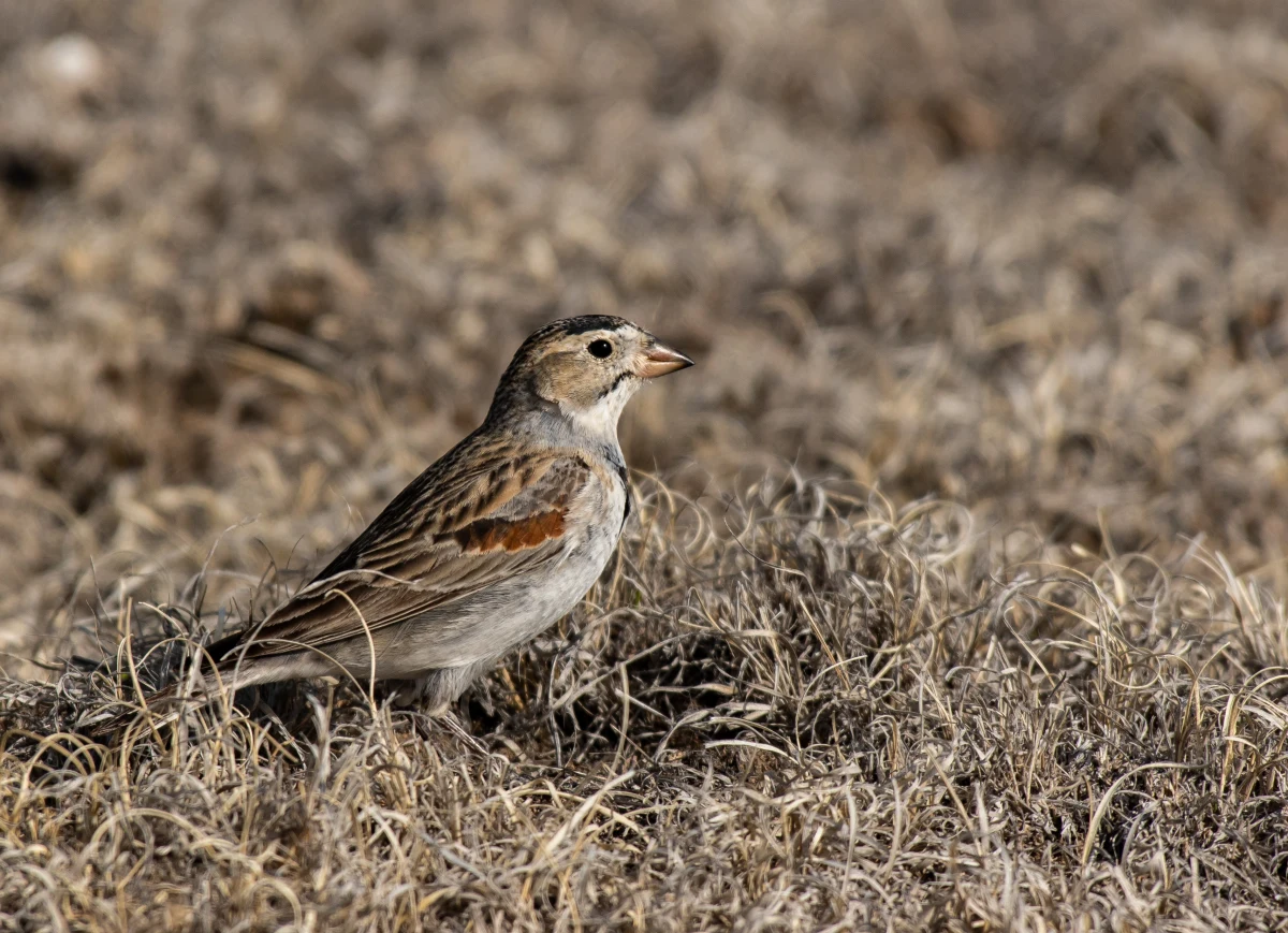 Amerykańskie Towarzystwo Ornitologiczne zmieni nazwy kilkudziesięciu gatunków ptaków wywodzące się od nazwisk badaczy - w tym ornitologów, których biografie związane były z historią niewolnictwa i dyskryminacji rasowej. Nowe nazwy będą odnosić się do cech i środowiska ptasich gatunków.