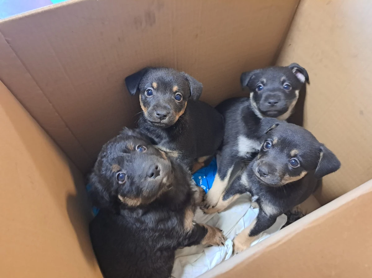 TOZ Schronisko dla Bezdomnych Zwierząt we Wrocławiu zaprasza na dni otwarte. Odbędą się już w najbliższy weekend. To okazja, żeby przypomnieć jak dużo zwierzaków czeka u nas na nowych opiekunów - mówi Aleksandra Cukier, rzeczniczka schroniska.