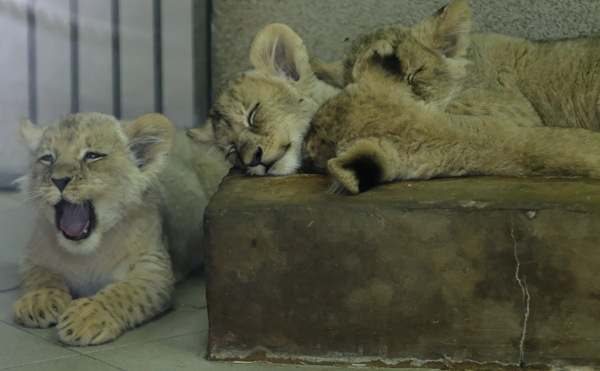 Cztery małe lwiątka angolskie urodziły się w Śląskim Ogrodzie Zoologicznym w Chorzowie. Stało się to już dwa miesiące temu, ale dopiero dziś zostały zaprezentowane. W zoo lwiątka przyszły na świat po 21 latach przerwy. To wydarzenie na skalę międzynarodową.