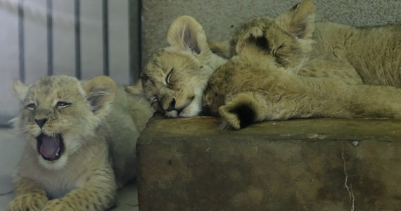 Cztery małe lwiątka angolskie urodziły się w Śląskim Ogrodzie Zoologicznym w Chorzowie. Stało się to już dwa miesiące temu, ale dopiero dziś zostały zaprezentowane. W zoo lwiątka przyszły na świat po 21 latach przerwy. To wydarzenie na skalę międzynarodową.