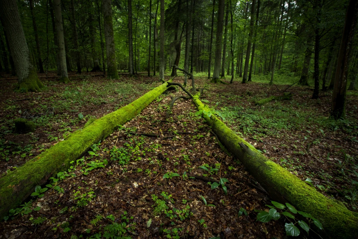 W rezerwacie ścisłym Białowieskiego Parku Narodowego znaleziono ciało młodego mężczyzny. Niewykluczone, że to poszukiwany od kilku dni nielegalny migrant pochodzący z Syrii. Jego personalia i okoliczności śmierci będą ustalane w śledztwie.