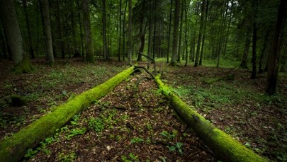 Ciało młodego mężczyzny znaleziono w Białowieskim Parku Narodowym