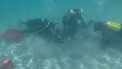 Niesamowite odkrycie na dnie morza w pobliżu Sardynii. Monety z IV wieku